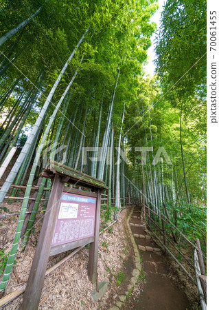Numakumata Funabori公園的竹林 Numakumata Funabori公園的竹林 70061455