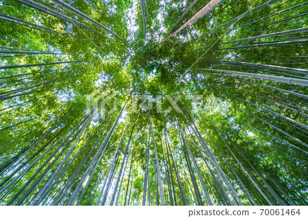 Numakumata Funabori公園的竹林 Numakumata Funabori公園的竹林 70061464