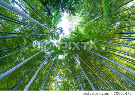 Numakumata Funabori公園的竹林 70061472