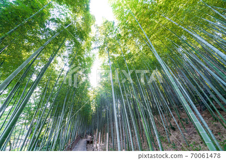 Numakumata Funabori公園的竹林 70061478