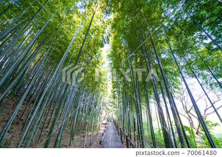 Numakumata Funabori公園的竹林 70061480