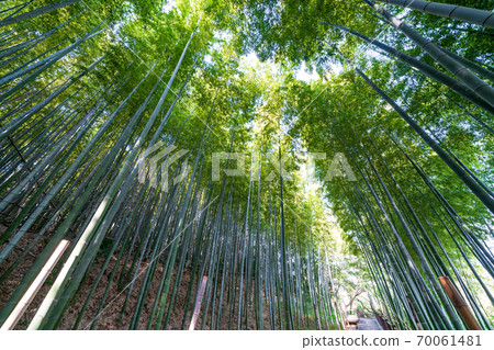 Numakumata Funabori公園的竹林 70061481