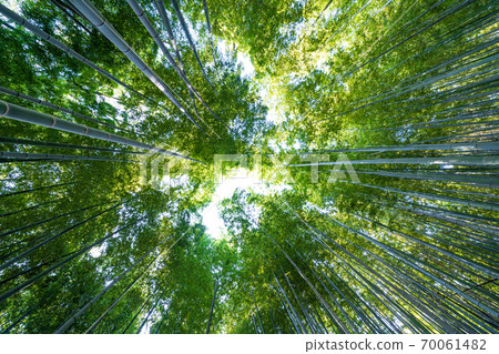 Numakumata Funabori公園的竹林 70061482