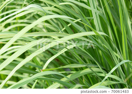 檸檬草（學名：Cymbopogon citratus）葉（藥草，精油原料） 70061483