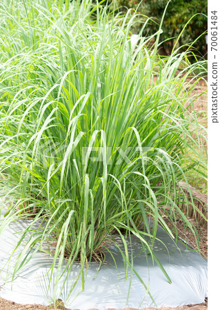 檸檬草概述(學名:Cymbopogon citratus)(藥草,精油成分) 檸檬草概述(學名:Cymbopogon citratus)(藥草,精油成分) 70061484