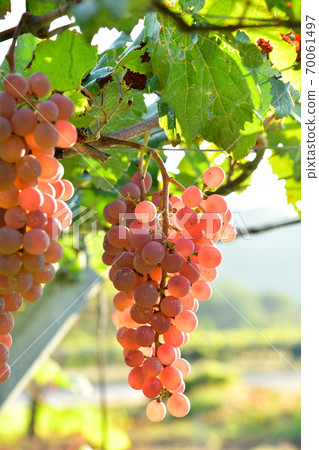 甲州葡萄對早晨的陽光透明 70061497