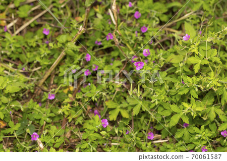 元野翔子 70061587