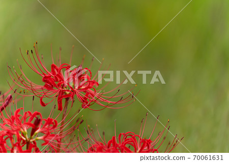 Close-up of cluster amaryllis and copy space on green background 70061631