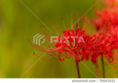Close-up of cluster amaryllis and copy space on green background Close-up of cluster amaryllis and copy space on green background 70061632