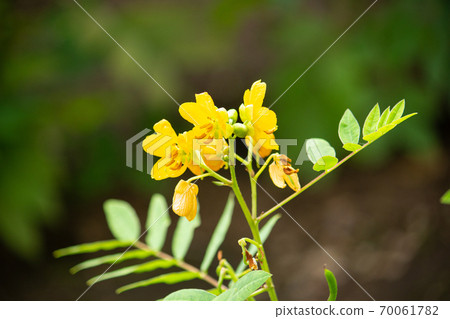 哈布蘇花,學名:西番蓮,生藥名:博口南 哈布蘇花,學名:西番蓮,生藥名:博口南 70061782