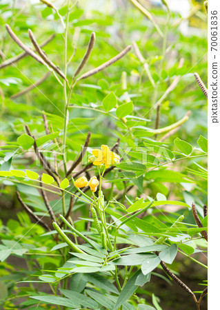 Habusou花和豆莢，科學名稱：番瀉葉，粗藥名稱：Bokounan 70061836