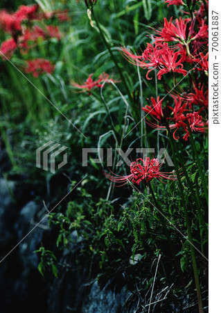Cluster amaryllis of Saga, Manju Saka in full bloom 70061887