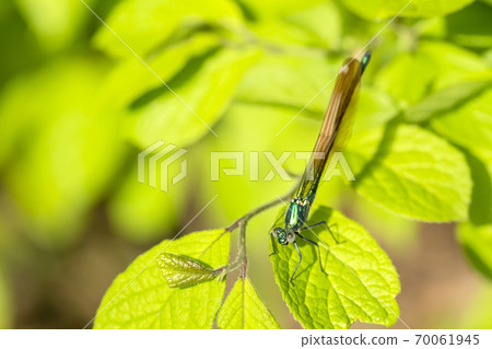 蜻蜓 蜻蜓 70061945