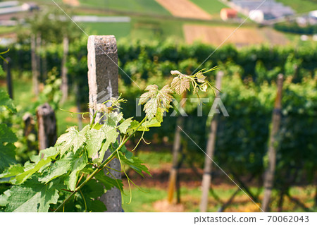 Beautiful Swiss grapeyard in Alps Beautiful Swiss grapeyard in Alps 70062043