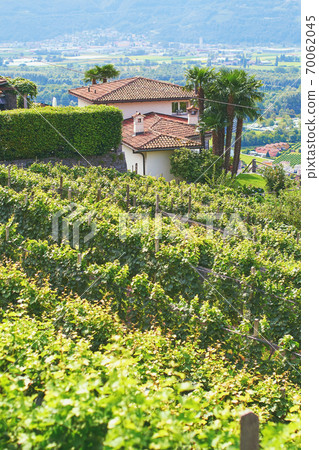 Beautiful Swiss grapeyard in Alps Beautiful Swiss grapeyard in Alps 70062045