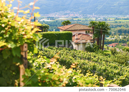 Beautiful Swiss grapeyard in Alps Beautiful Swiss grapeyard in Alps 70062046