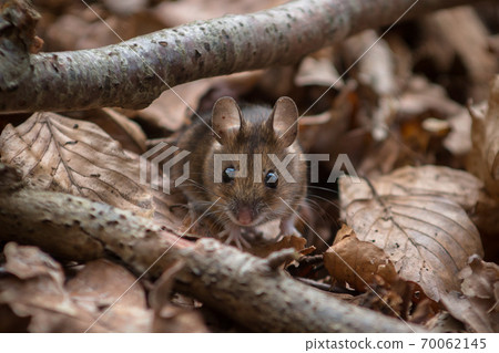 Wood Mouse - Apodemus sylvaticus 70062145