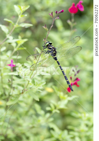 無霸勾蜓 70062272