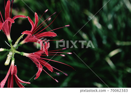 Cluster amaryllis of Saga, Manju Saka after the rain 70062383
