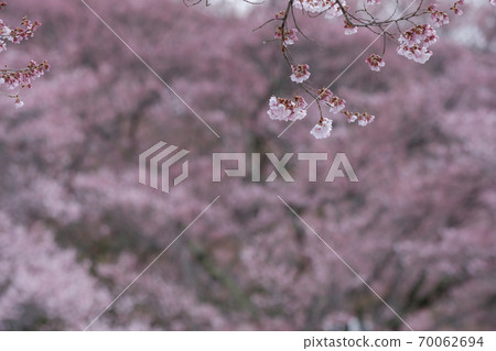 Cherry blossoms of Takati Castle 70062694