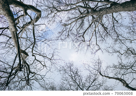 Trees and sky 70063008
