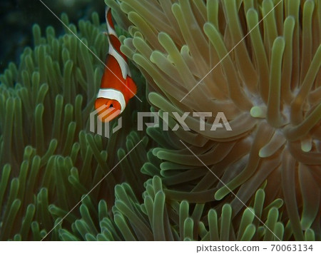 Clownfish in the coral Clownfish in the coral 70063134