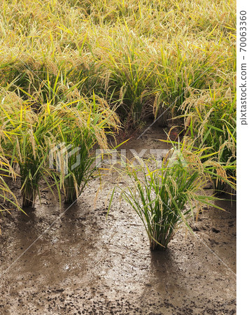 Agricultural image (rice farming) 70063360