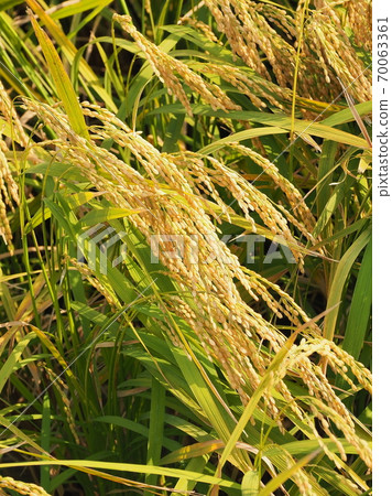 Agricultural image (rice farming) 70063361
