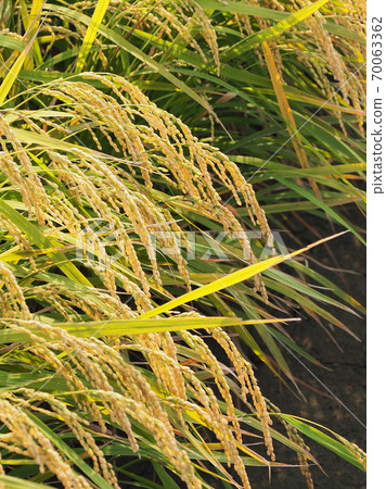Agricultural image (rice farming) 70063362