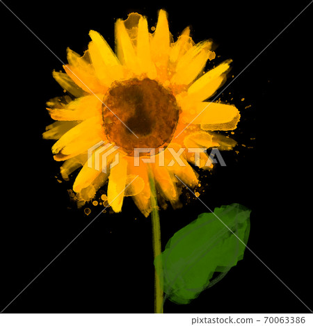 Watercolor illustration of sunflower on black 70063386