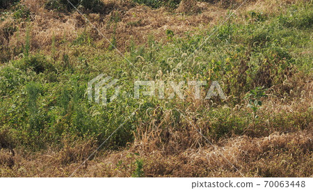 Wasteland Grassland Nohara Weed Land Wasteland Grassland Nohara Weed Land 70063448