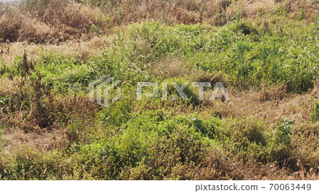 Wasteland Grassland Nohara Weed Land Wasteland Grassland Nohara Weed Land 70063449