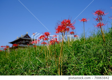 Taikyokuden and cluster amaryllis at the site of Heijo Palace (Nara City, Nara Prefecture) 70063842