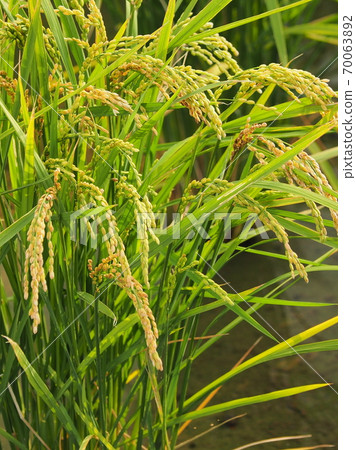 Agricultural image (rice farming) Agricultural image (rice farming) 70063892