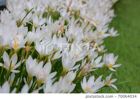 White crocuses 70064034