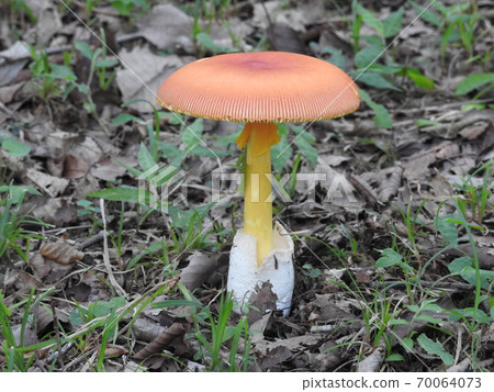 誕生於這個世界的可愛美麗的蘑菇 70064073