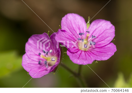 元野翔子 元野翔子 70064146