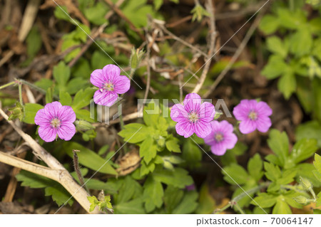 Geranium thunbergii Geranium thunbergii 70064147