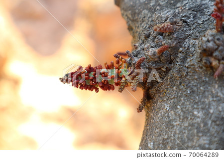 角豆樹花 70064289