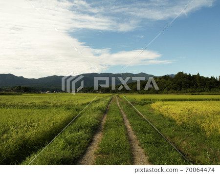 Autumn sky and golden rice paddy road Autumn sky and golden rice paddy road 70064474
