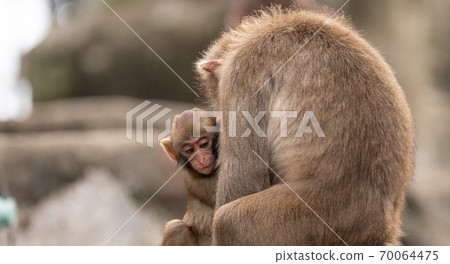 Cute child monkey 70064475