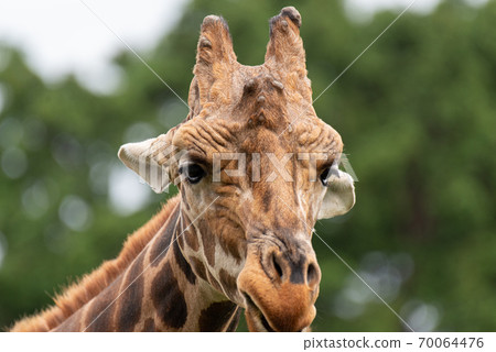 麒麟起來 70064476