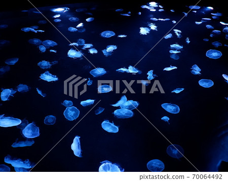 倉田墨田水族館 倉田墨田水族館 70064492