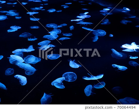 倉田墨田水族館 70064494