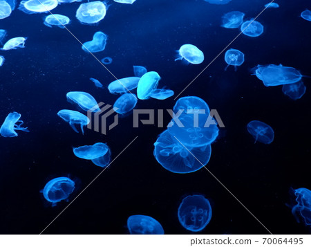 倉田墨田水族館 70064495