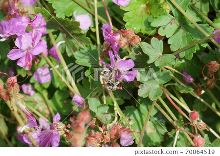 Male of the white-spotted bee sucking the nectar of geranium dalmachicam 70064519