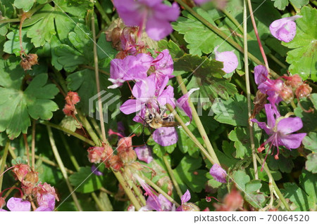 Male of the white-spotted bee sucking the nectar of geranium dalmachicam 70064520