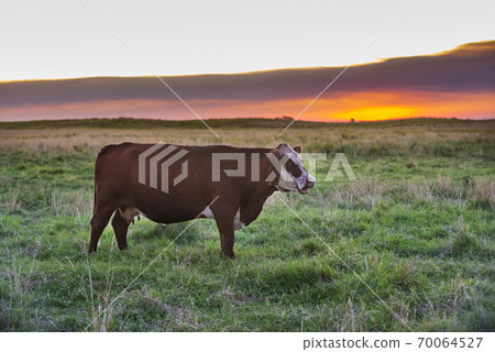 Cow inthefield.La Pampa Argentina 70064527