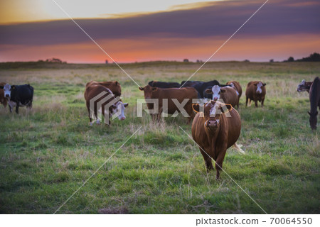 Cow inthefield.La Pampa Argentina 70064550