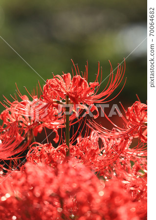 Cluster amaryllis 2763 Cluster amaryllis 2763 70064682